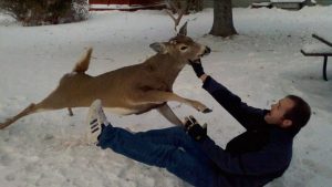 deer-attack-300x169